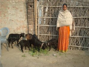 bihar livelihood